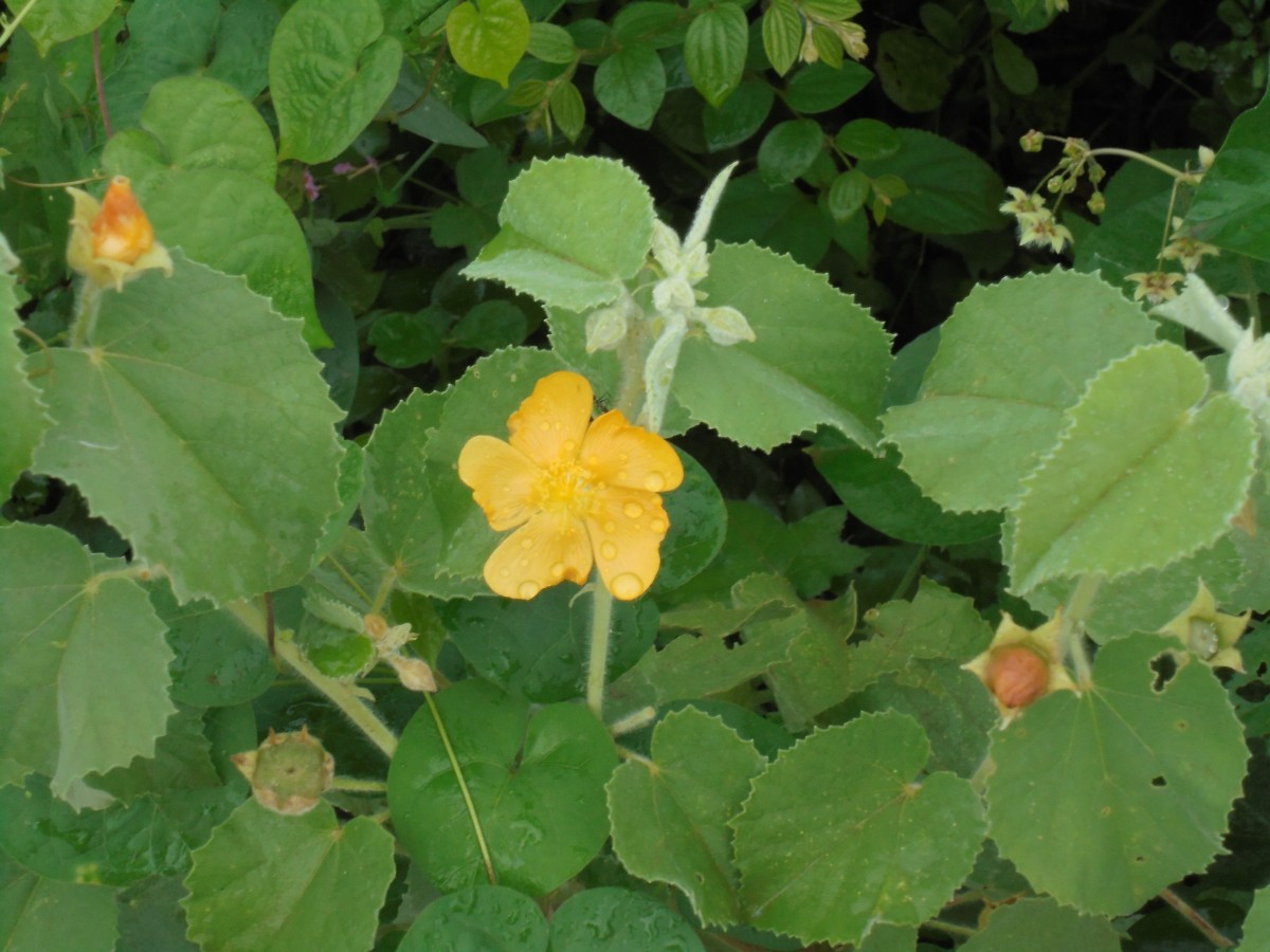 Abutilon pannosum (G.Forst.) Schltdl.